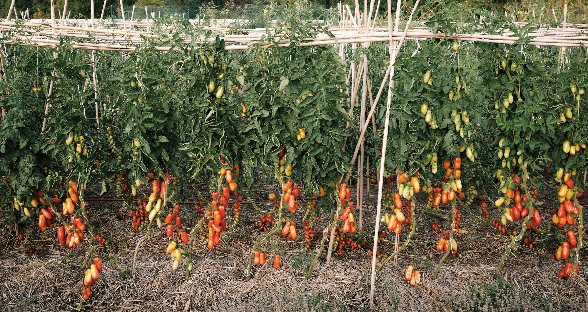 EUROWEBSITE_117
